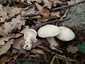 Májusi pereszke (Calocybe gambosa), Budai-hegység